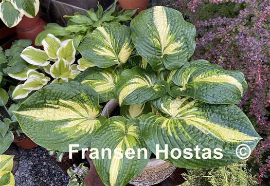 Hosta Prime Mark